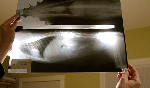 Newton's x-ray